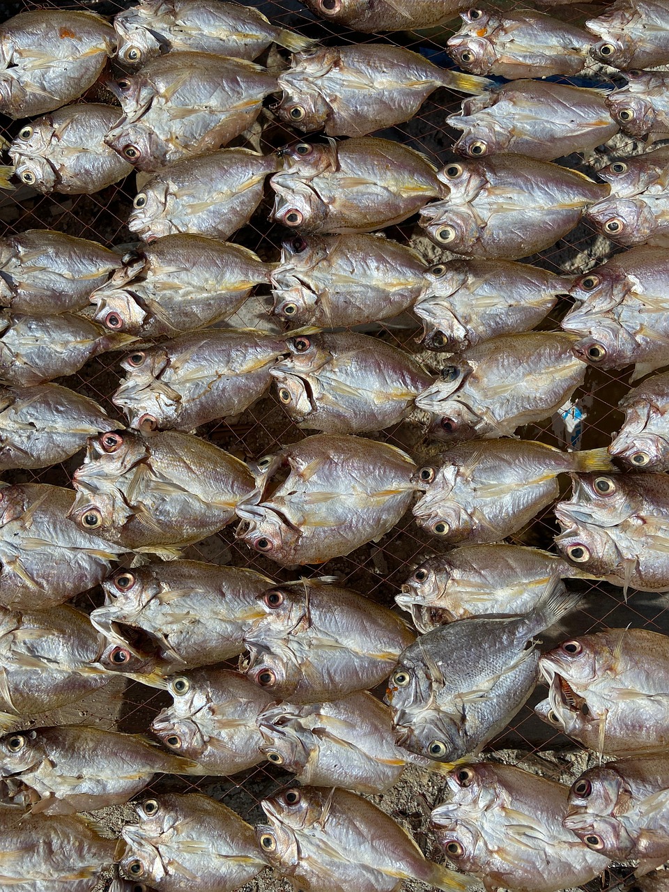 Pește uscat Zimbabwe