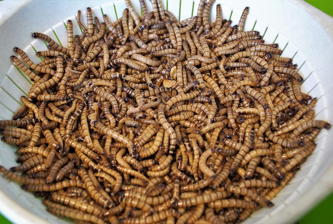 Madora Worms